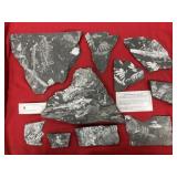 (9) St. Clair (PA) Fossil Fern Forms
