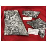 (3) St. Clair (PA) Fossil Fern Forms