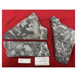 (3) St. Clair (PA) Fossil Fern Forms