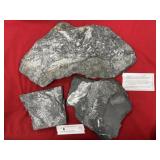 (3) St. Clair (PA) Fossil Fern Forms