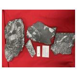 (4) St. Clair (PA) Fossil Fern Forms