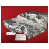 St. Clair (PA) Fossil Fern Form