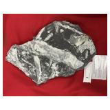 St. Clair (PA) Fossil Fern Form