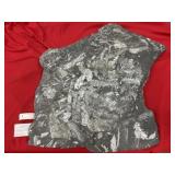 St. Clair (PA) Fossil Fern Form