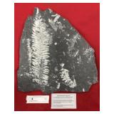 St. Clair (PA) Fossil Fern Form