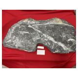 St. Clair (PA) Fossil Fern Form