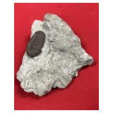 Juvenile Phacops Trilobite (OH)
