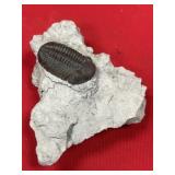 Phacops Trilobite (OH)