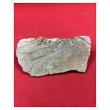 Olenellus Getzi Trilobite