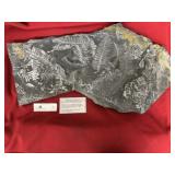 St. Clair (PA) Fossil Form