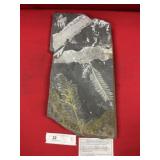 St. Clair (PA) Fossil Form