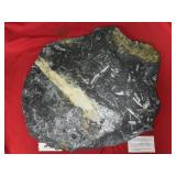 St. Clair (PA) Fossil Form