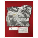 St. Clair (PA) Fossil Form