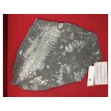 St. Clair (PA) Fossil Form