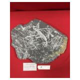 St. Clair (PA) Fossil Form