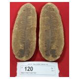 Mazon Creek (IL) Fossil Fern