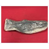 Fossil Fish (Brazil)