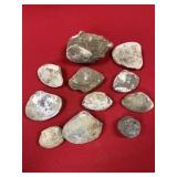 Fossil Clams (Calvert Cliffs, MD)