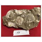 Pennsylvania Fossil Clams