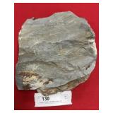 Olenellus Trilobite (Lancaster County, PA)