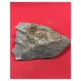 Fossil Horn Coral (Perry County, PA)