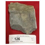 Juvenile Olenellus Trilobite