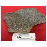 Perry County, PA Devonian Age Fossil Seashells