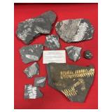 St. Clair (PA) Fossil Fern Forms