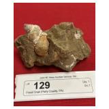 Fossil Snail (Perry County, PA)