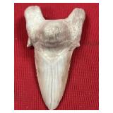 Fossil Shark Tooth (Morocco)