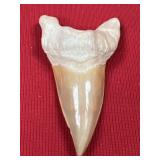 Fossil Shark Tooth (Morocco)
