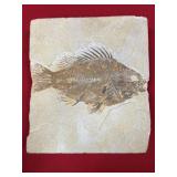 Fossil Priscacara Fish (WY)