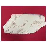 Wyoming Herring Fossil Fish