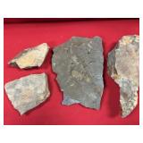 (4) Partial Olenellus Trilobite Fossils