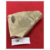 Utah Leaf Fossil