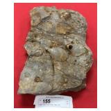 Razor Clam Fossil (Seven Stars, PA)