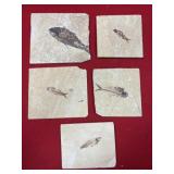 (5) Wyoming Fossil Fish