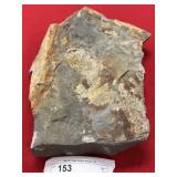 Olenellus Moult (Lancaster Co., PA)