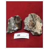 Olenellus Trilobite Positive & Negative Fossils