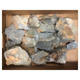 Partial Olenellus Trilobites