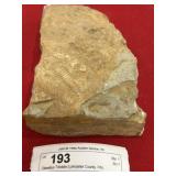 Olenellus Trilobite (Lancaster County, PA)