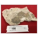 Utah Trilobite Fossils