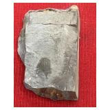 Olenellus Trilobite Juvenile