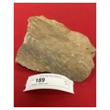 Olenellus Trilobite Fossil