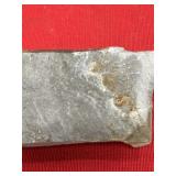 Juvenile Getzi Trilobite