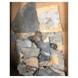 Olenellus Trilobite and Assorted Fossils