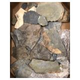 Olenellus Trilobite Fossils (Lancaster, PA)