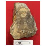 Wanneria (Rough) Fossil