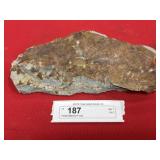 Partial Wanneria Fossil