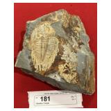 Olenellus Trilobite (Lancaster County, PA)